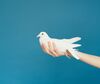 Eine Hand hält eine weiße Taube vor blauem Grund
