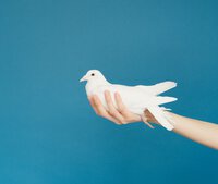 Eine Hand hält eine weiße Taube vor blauem Grund